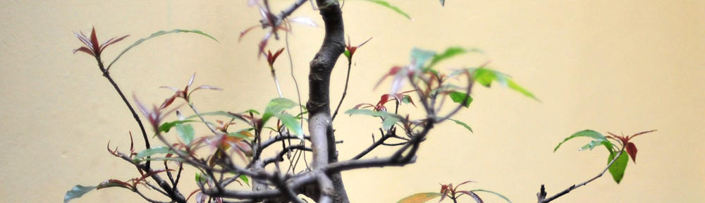 The Chonky Trundlers